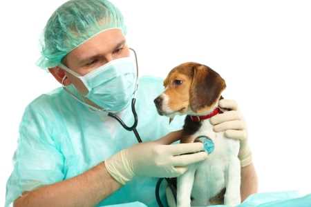 España Tiene 606 Veterinarios por Millón de Habitantes, casi el Doble que Francia u Holanda