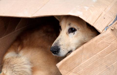 Colmevet logra salida alternativa en proceso penal por abandono animal en una clínica veterinaria de Rancagua