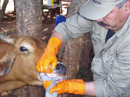 FAO Continúa las Acciones para la Erradicación de la Fiebre Aftosa en los Países de la Subregión Andina