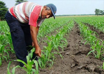 Los Oligopolios que Oprimen a los Productores Agrícolas