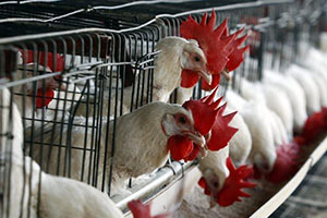 Rabobank Señala la Amenaza de la Inluenza Aviar para el Mercado Mundial
