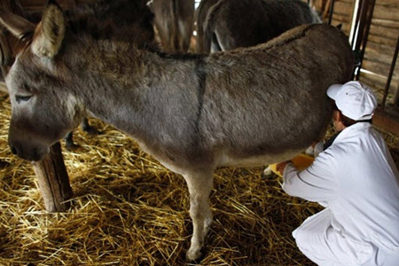 Tendencia que Asoma en Chile: Con Leche de Burra Alimentan a los Niños con Alergia a la Proteína Láctea de la Vaca
