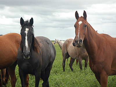 Presentaciones Referidas a la Enfermedad del Muermo