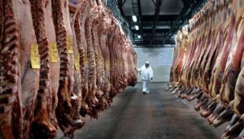 Chile Despacha su Primer Cargamento de Carne Bovina Congelada a China