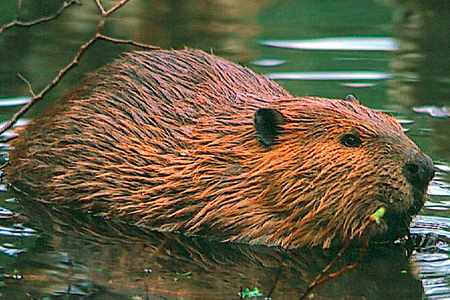 Éstas son las Siete Especies Exóticas Invasoras que le Generan Pérdidas al País por pasi Us$90 Millones al Año