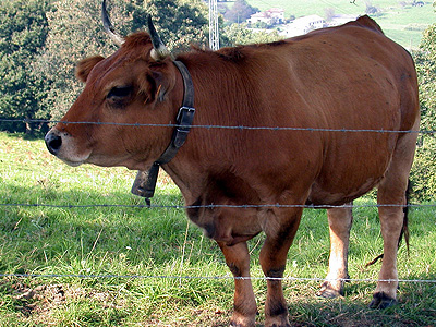 Holandesa Emprende Singular Lucha en Favor de las Vacas Suizas