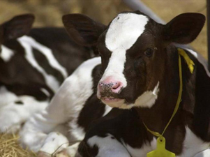 China Planea Producir un Millón de Vacas Clonadas