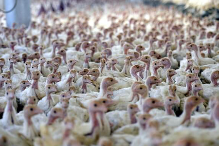 SAG diagnostica segunda granja de pavos afectada por Influenza Aviar