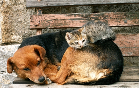 Comunicado COLMEVET en respuesta a declaraciones del senador Guido Girardi sobre Ley de Tenencia Responsable