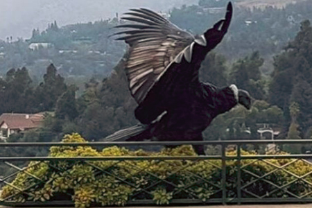 La Aparición de Cóndores en Santiago Oriente se Debe a una Mortandad Masiva de Conejos en el Área