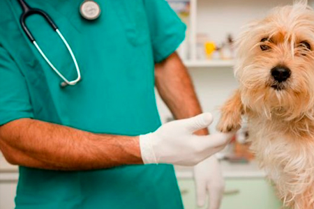 El Renacer de una Sociedad de Especialistas