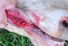 Dillon Aseguró que Sudamérica Avanza hacia la Erradicación de la Aftosa