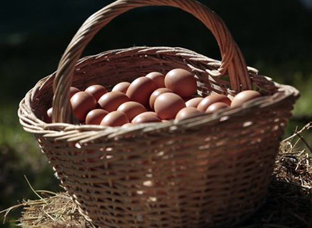 Avícola Chilena Recibió Importante Premio Internacional por Producir sin Maltrato Animal