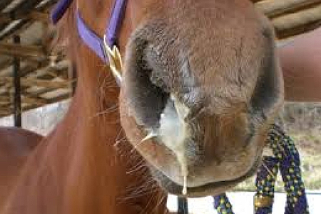 Confirman casos de influenza equina en Santiago: Conoce de que se trata esta enfermedad y sus implicancias