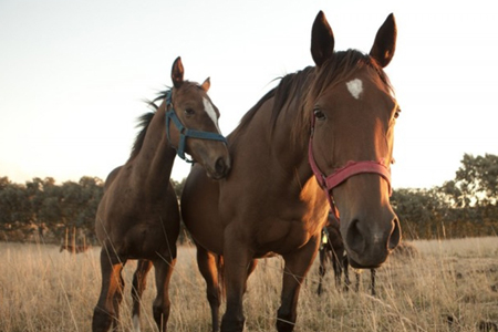 SAG anuncia nuevas medidas ante presencia de influenza equina en el país