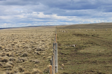 La Ganadería Regenerativa: una Alternativa para Disminuir el Impacto en el Ambiente