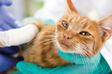 Breve Guía para Enriquecer Ambientes de Pacientes Felinos Hospitalizados por Quemaduras y otros Traumas