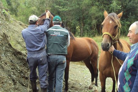 MINUTA N°7 del Servicio Agrícola y Ganadero (SAG) - Brote de Influenza Equina (IE)