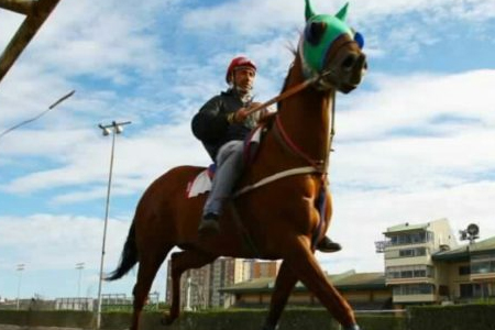 MINUTA N°8 del Servicio Agrícola y Ganadero (SAG) - Brote de Influenza Equina (IE)