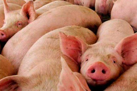 El Sector Porcino Chileno Avanza en el Uso de las Deyecciones para Generar Energía