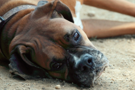 Colegio Médico Veterinario desmiente posible pandemia de influenza canina y explica las consecuencias reales de esta enfermedad