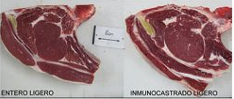 La Inmunocastración es una Alternativa para la Mejora de la Calidad de la Carne