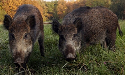 Estudio Advierte Alto Potencial de Contagio de Enfermedades de Jabalíes a Humanos