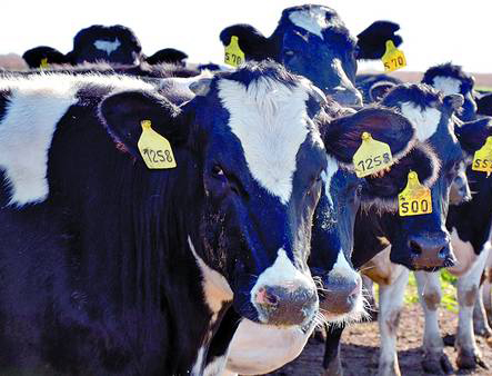 Uruguay Tiene un Stock Ganadero Rejuvenecido