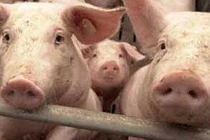 La Lisozima es una Buena Alternativa a los Antibióticos