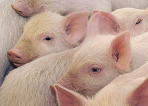 SAG Realiza Jornada de Actualización del Plan de Erradicación del PRRS