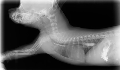 Jornadas de Imagenología Abdominal