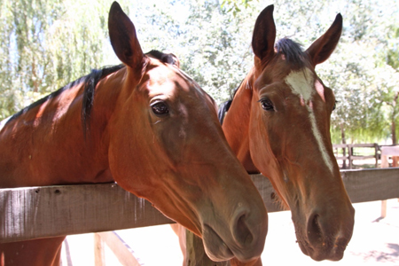 MINUTA N° 9 del Servicio Agrícola y Ganadero (SAG) - Brote de Influenza Equina (IE)