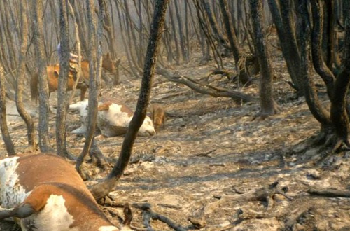 Protocolo Disposición de Animales Muertos por Emergencia