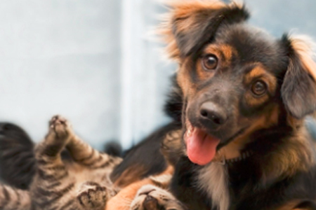 Participación de médicos veterinarios colegiados en Congreso de Etología en Colombia