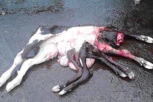 Sorpresa Causa Nacimiento de Ternero con 8 Patas