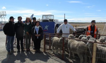 Magallanes Concreta Primera Exportación de Ovinos en Pie a Ecuador