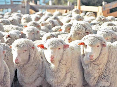 Chile Habilita Nueva Región Exportadora de Carne Ovina a la Unión Europea