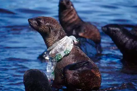 Médicos Veterinarios en alerta por plásticos en los océanos