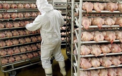 Envíos de Carne de Ave Crecen 25% entre Enero y Mayo, y Suben más del Triple en una Década