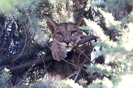 Comunicado: "El rescate demostró criterio, experiencia y conocimiento" 