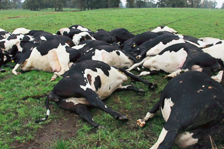 Crece brote de fiebre Q y expertos alertan por gravedad de los casos