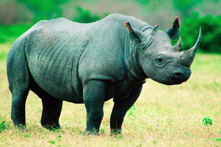 Los Humanos sólo Somos el 0,01%  de la Biomasa en el Planeta, pero hemos logrado Destruir al 84% de los Mamíferos