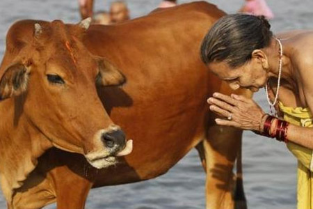 Luchan en India para Frenar los Ataques a las Personas que Consumen Carne de Vacuno