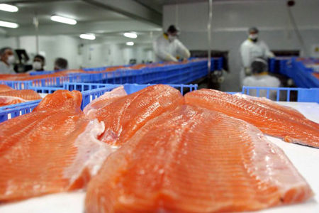 Colegio Médico Veterinario llama a no consumir salmones de la zona de Calbuco tras fuga masiva