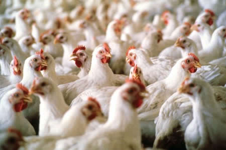 Catastro de Ganado y Aves en Chile: por cada Persona se Faenaron 16,5 Animales en 2016