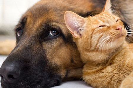 Sobre la Publicación Reglamentos Ley de Tenencia Responsable de Mascotas