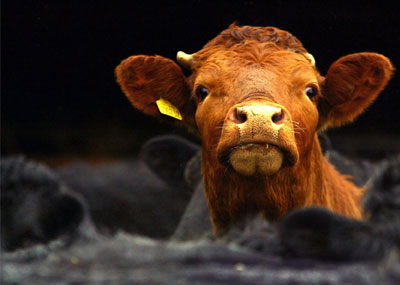 Francia Pierde su Estatus de Riesgo Despreciable de EEB