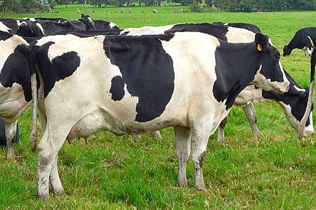 Ganado Bovino: Escasa Información Golpea a la Genética Local