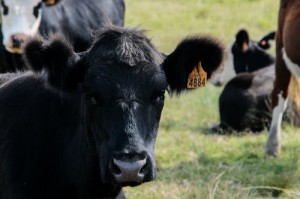 La Trazabilidad Posibilita un Producto sin “Hormonas, Antibióticos ni Proteínas” En Uruguay