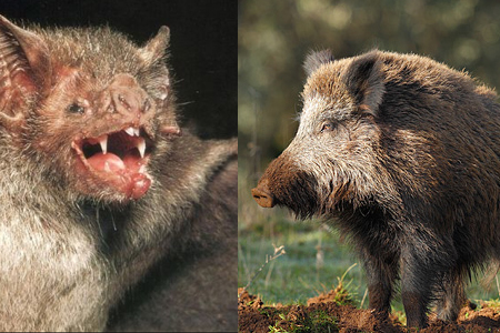 El Vínculo entre Vampiros y Cerdos Salvajes que Preocupa a los Científicos